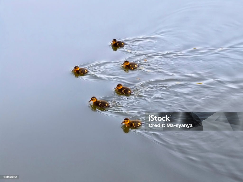 Salto de Patos - Foto de stock de Animal royalty-free