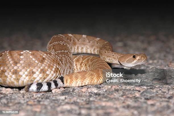 Ruber Crotalus - Fotografias de stock e mais imagens de Animal - Animal, Animal selvagem, Cascavel