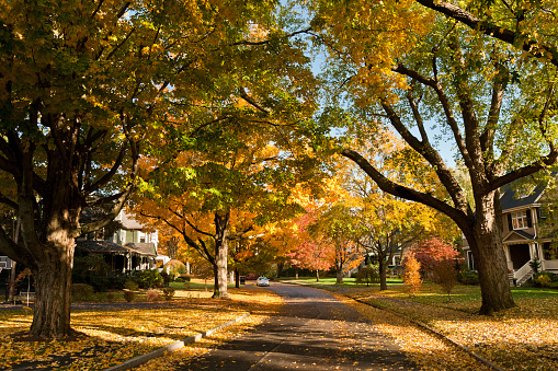 A residential road in Newton, MA in fall
