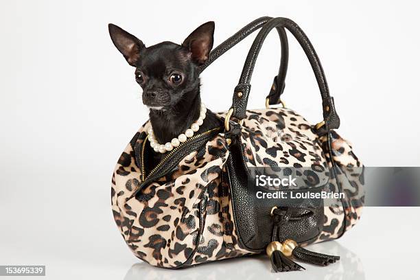 Chihuahua In A Fancy Purse Stock Photo - Download Image Now - Purse, Dog,  Chihuahua - Dog - iStock