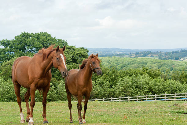 istock Little and large-two chestnut horses standing together 153695539