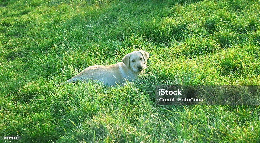 Golden Lab - Photo de Animaux de compagnie libre de droits