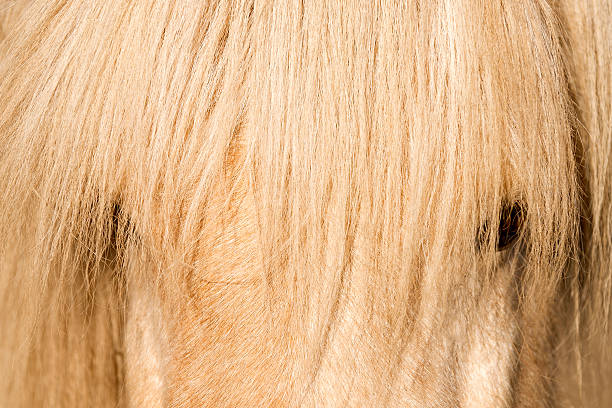 Icelandic Horse stock photo