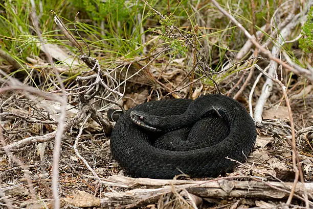 A black European Common Viper curled up lying on the warm ground.