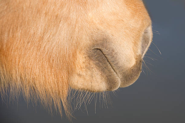Icelandic horse muzzle stock photo