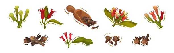 Vector illustration of Clove Aromatic Flower and Dried Spice Vector Set