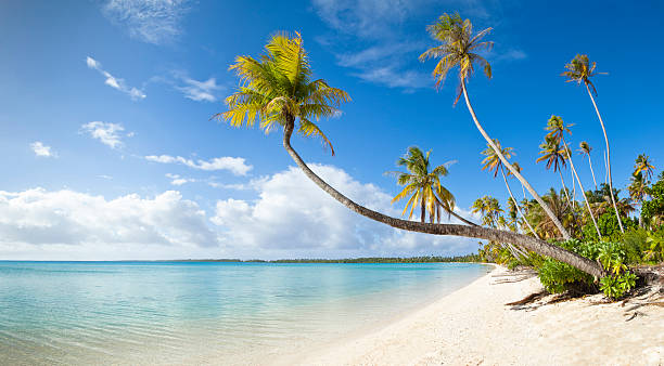istock Tropical white sand beach and blue lagoon in French Polynesia 153695823