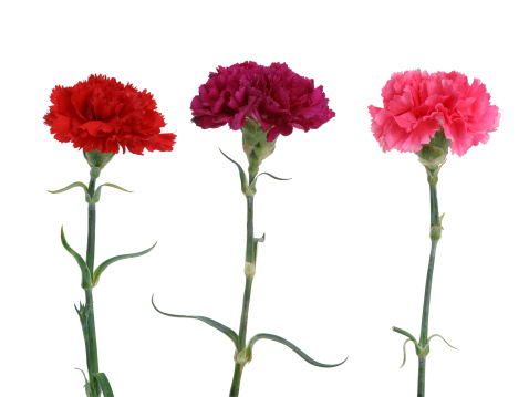 3 isolated carnations