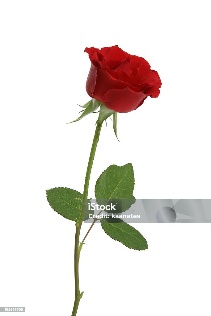 Rosa rossa - Foto stock royalty-free di Amore