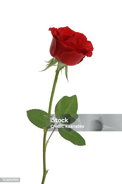 Rosa Rossa - Fotografie stock e altre immagini di Amore - Amore, Colore verde, Composizione verticale