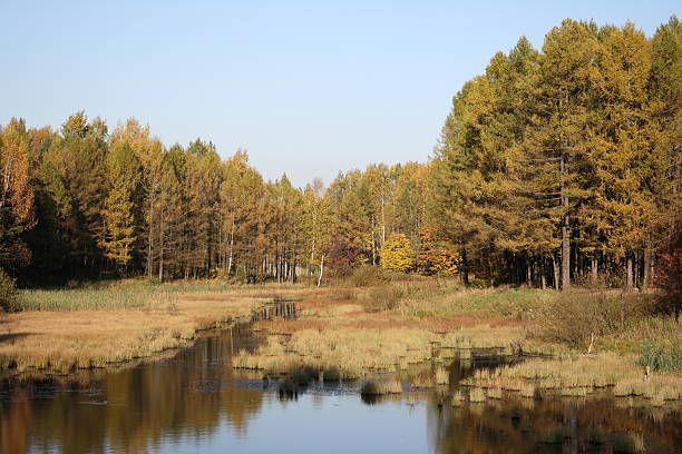 Stream, early autumn stock photo