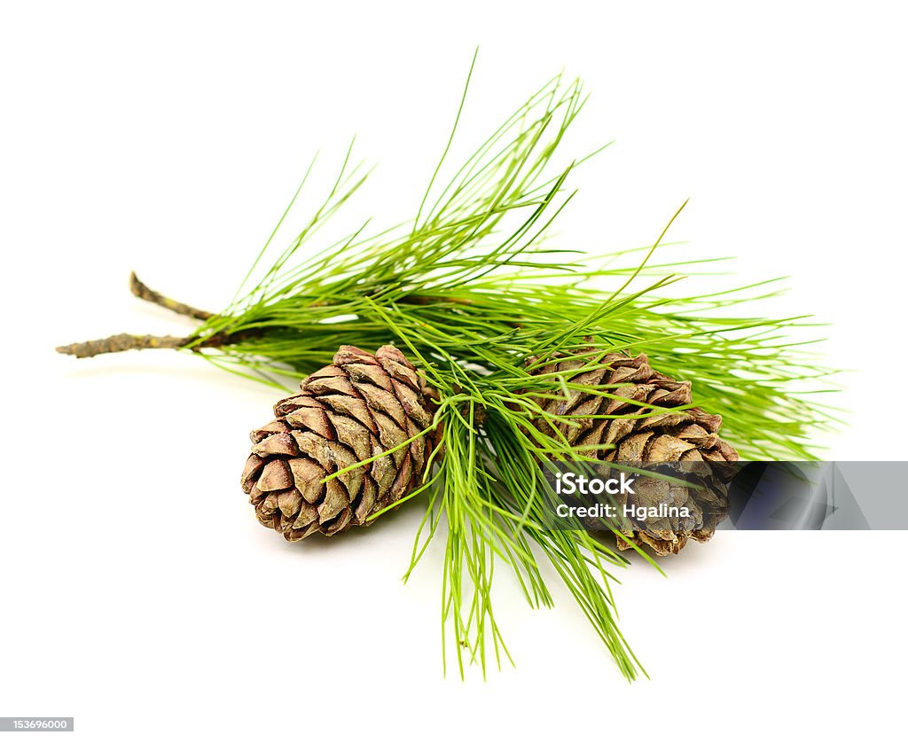 cedar Hütchen - Lizenzfrei Zeder Stock-Foto