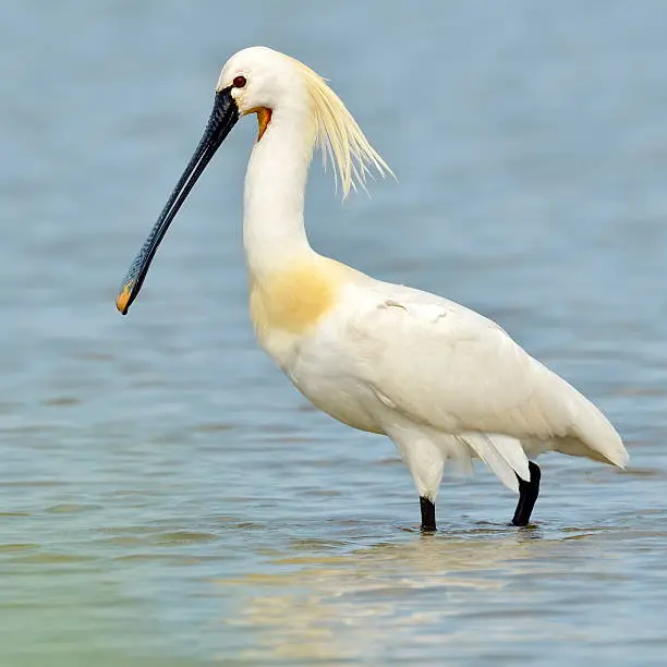 spoonbill in natural habitat (Platalea leucorodia)