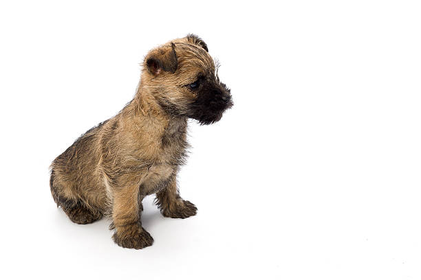 Cairn Terrier puppy stock photo