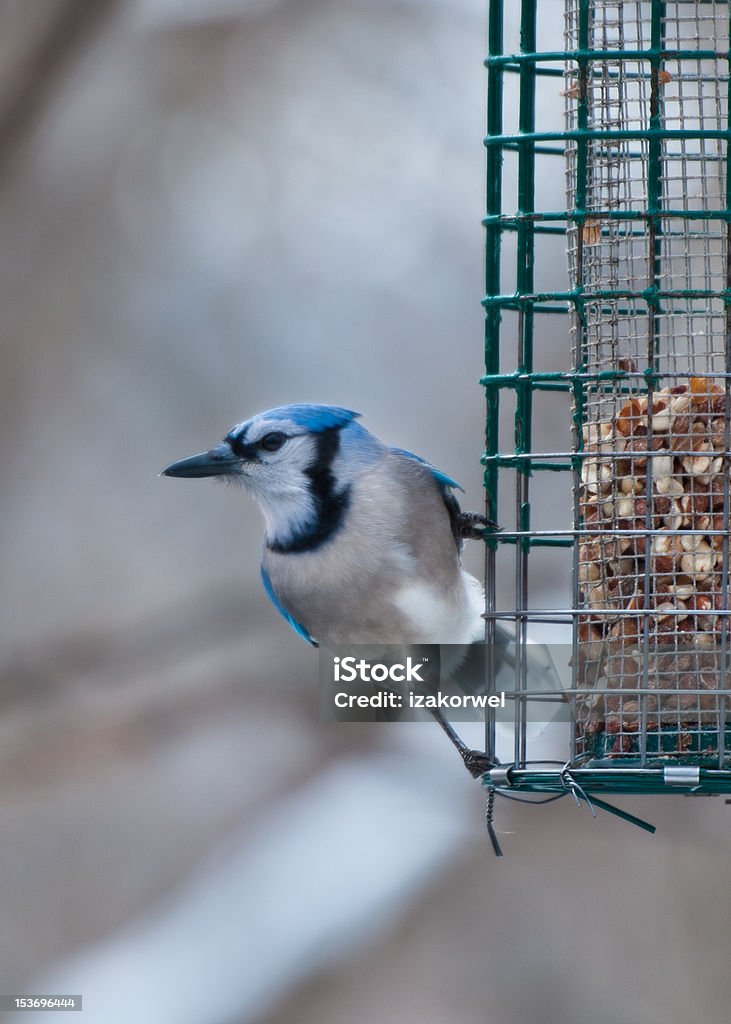 Single blue jay sits on bird feeder Single male blue jay (Cyanocitta cristata) observes surrounding sitting on a feeder filled with seeds Adult Stock Photo