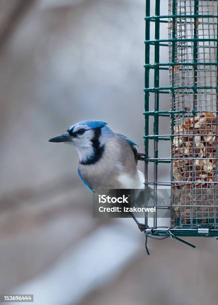 Single Blue Jay Sits On Bird Feeder Stock Photo - Download Image Now - Adult, Animal, Animal Body Part