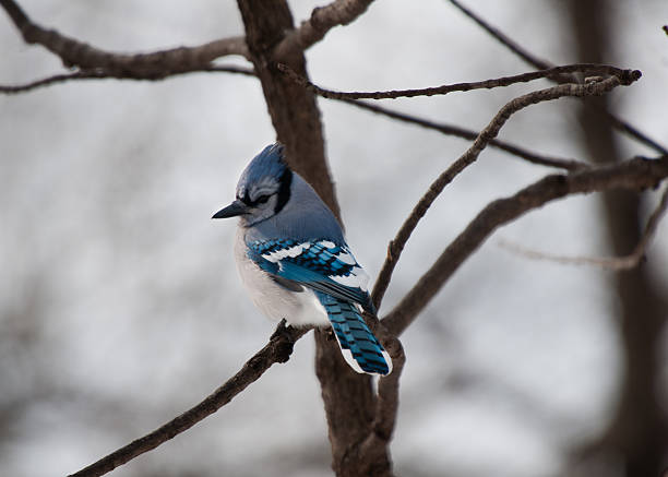 Single blue jay sits on a tree branch stock photo