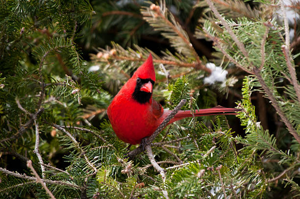 Red male cardinal sits on green pine branch stock photo