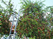 ripe red cherries on the branches of a tree in the garden