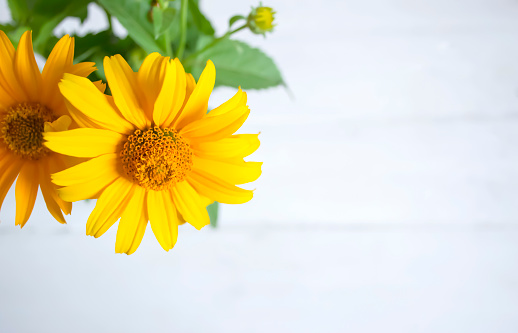 Against the background of a white table there is a beautiful yellow heliopsis flower. Heliopsis helianthoides on a white background.