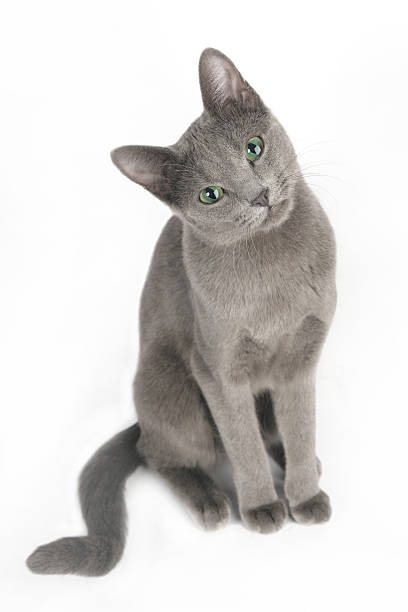 istock Russian blue cat female sitting top view 153696953
