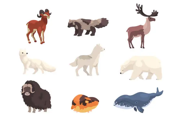 Vector illustration of Polar animals set. Bear, musk ox, seal, polar fox, reindeer wild animal vector illustration