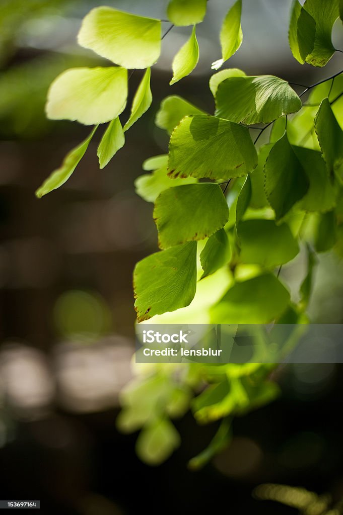 Cascade de jeune fille de fougère cheveux - Photo de Capilaire du Canada libre de droits