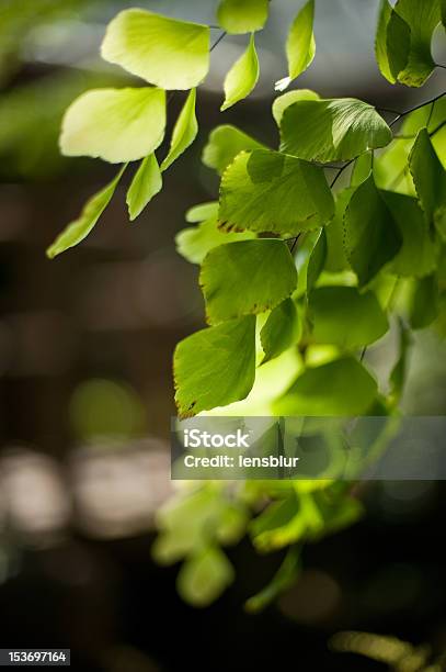 Felce Da Nubile Capelli In Cascata - Fotografie stock e altre immagini di Capelvenere - Capelvenere, Colore verde, Composizione verticale