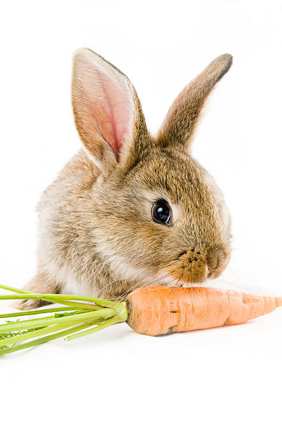 istock Brown baby bunny and a carrot 153697265