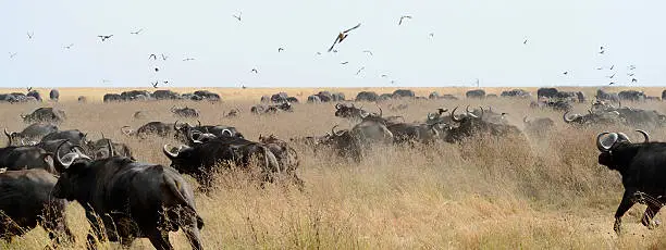 A group of Waterbuffalo running, with birds flying and the dust whirled up from the ground