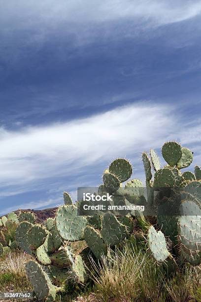 애니조나 사막 0명에 대한 스톡 사진 및 기타 이미지 - 0명, 가시, 건조 기후