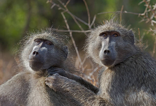 istock Chacma baboons grooming each other in the African bush 153697473