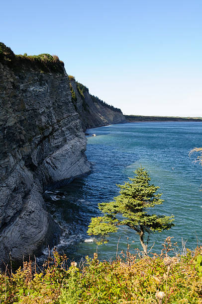 Cliffs and a lonely tree along the seashore at Cap- Bon-Ami, in Gaspesie