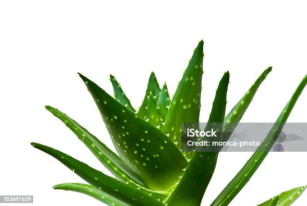 Cutout Of An Aloe Vera Isolated On A White Background Stock Photo - Download Image Now