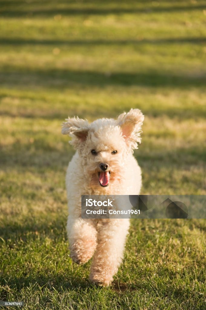 Little dog - Foto de stock de Aire libre libre de derechos