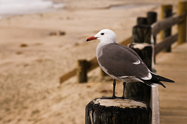 Seagull at the Beach stock photo