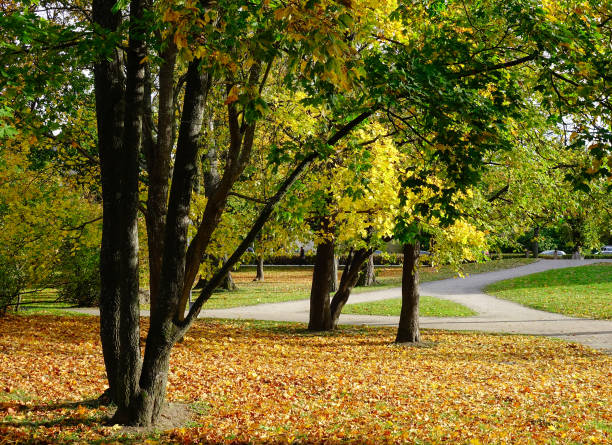 istock Autumn scene in Europe 1536977451