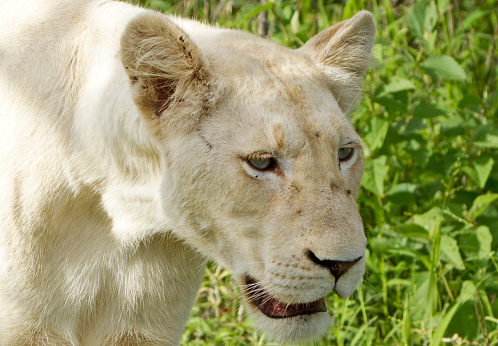 Close-up of the white lion of Timbavati - South Africa. Notice the light blue eyes. White lions are classified as Panthera Leo. White lions are not albinos, it is a genetic condition endemic to the region of Timbavati, South Africa
