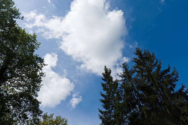 Trees against blue sky stock photo