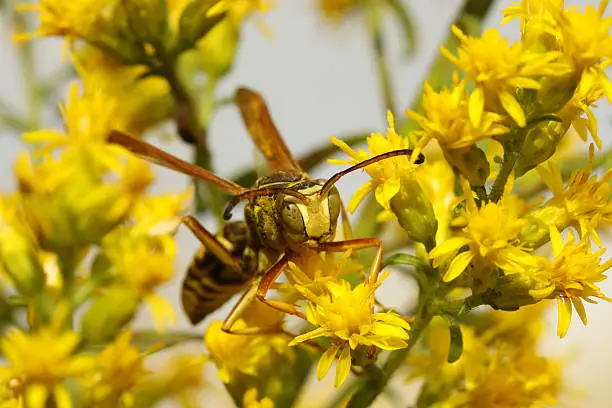 Photo of Pollen Covered Western Yellow Jacket (Vespula pensylvanica)