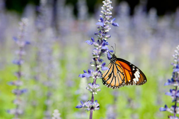 istock Monarch Butterfly on the Lavender 153698003