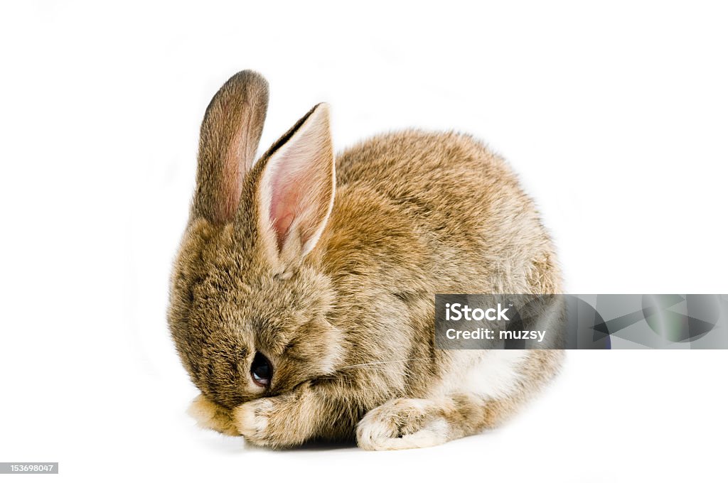 Brown baby bunny - Zbiór zdjęć royalty-free (Królik - zwierzę)