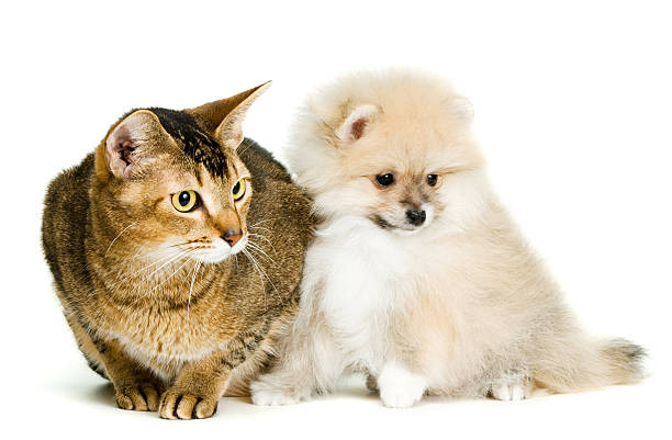 istock Cat and the puppy 153698168