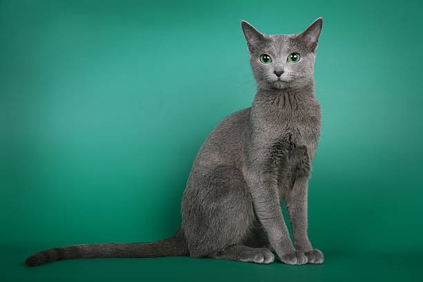 90 Domestic Cat Burmese Cat Blue Gray Hair Stock Photos Pictures Royalty Free Images iStock