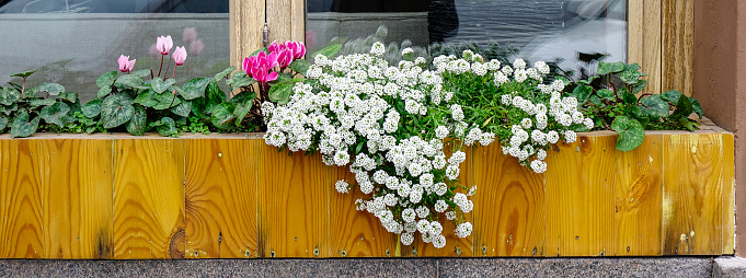 Flowers for decoration at wooden house in Saint Petersburg, Russia.