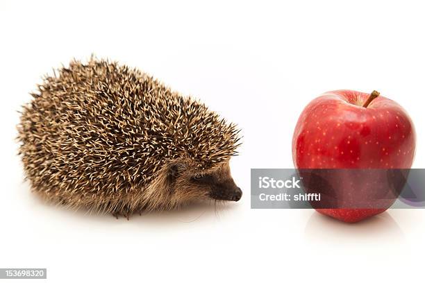 Little Hedgehog And Apple Stock Photo - Download Image Now - Animal, Animal Bone, Animal Spine