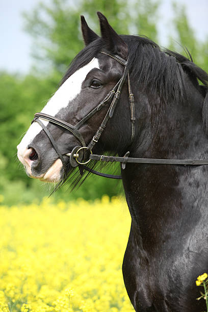 istock Shire horse 153698602