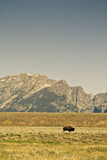 istock Buffalo At The Tetons 153698855