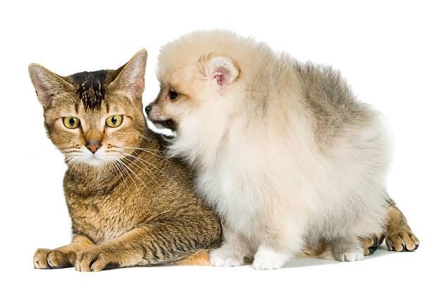 istock Cat and the puppy 153698881