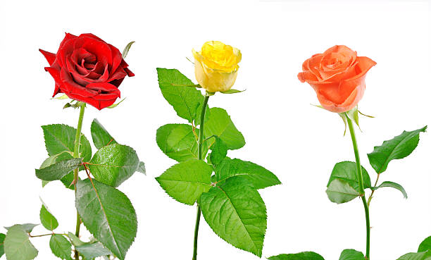 istock three roses with green leaves on a white background 153698905